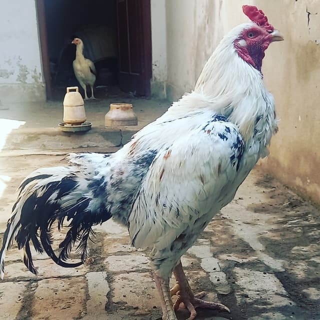 Aseel Cock