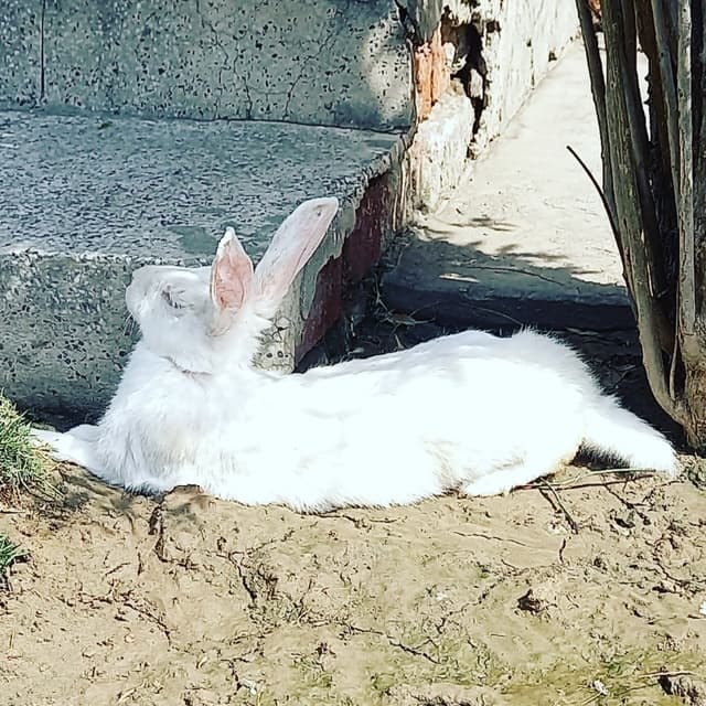 Rabbits