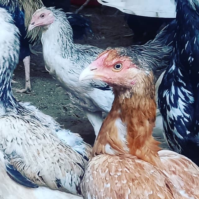 Desi Hens